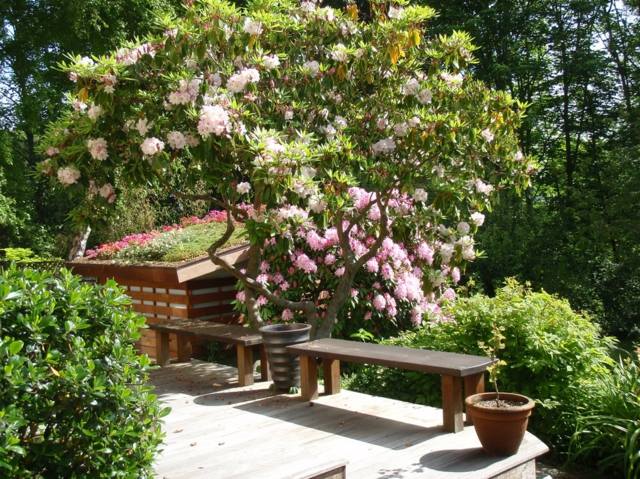 Bäume Kirsche rosa Blüten Sitzbank Holz