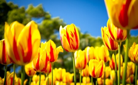 Frühlingsblumen Tulpen zwei Farben orange gelb Holland Sorten
