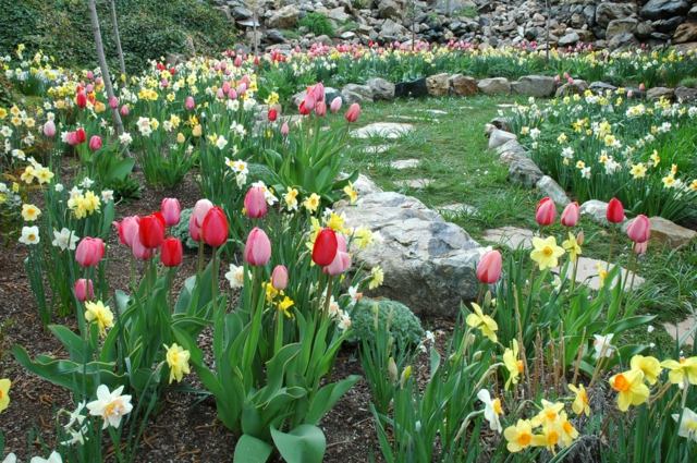 Tulpen bunt einpflanzen Zwiebel wunderschöne Fotos