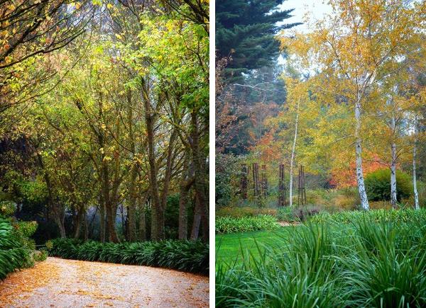 Gartentipps für trockene-gebiete Birken Rasen pflegen-eckersley architects