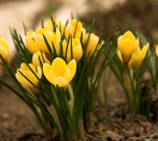 Gelb Krokus-pflanzen blumengarten Tipps frühjahr blüher