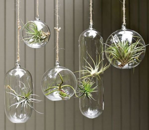 Hängende Terrarien bepflanzen ideen Glas Kugel Indoor Garten Ideen