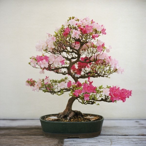 Indoor Garten-Kirschbaum obstbäume geeignet für Bonsai-Blühend-Pflegetipps