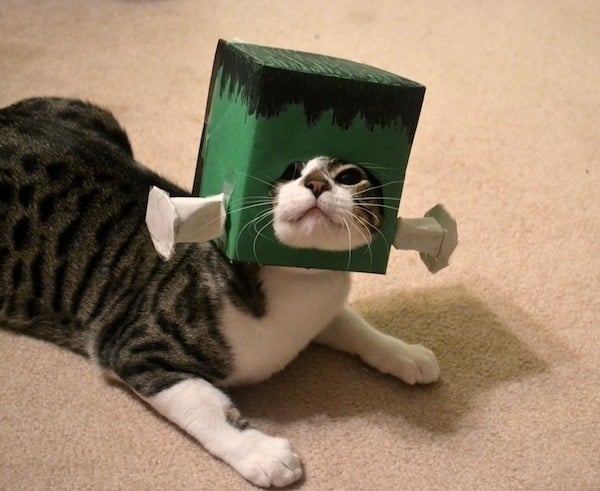 Katze Faschingskostüm-ideen Frankenstein-Karton basteln Vorlage