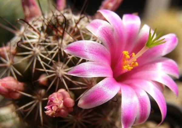 Mammillaria Nadelkissen Kaktus-zu Hause Topfpflanzen ideen