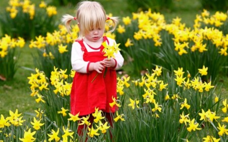 Narzissen im beet-Pflegen im Frühling-Blüher Standort