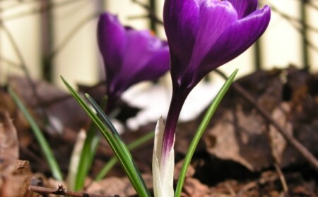 Purpurrote Krokusse-Garten Anbau-Tipps Standort Pflege