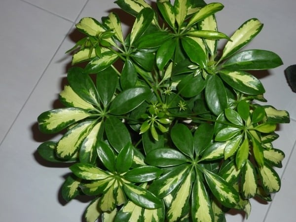 Schefflera Kleine-Strahlenaralie zimmerpflanzen-zu hause züchten
