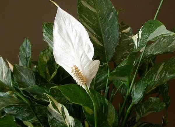 Spathiphyllum Pflanzen weiße Blüten pflege-tipps