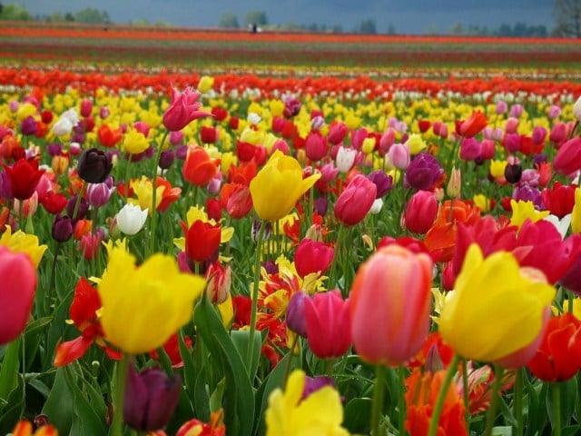 wunderschöne Fotos Blumen Frühling Holland