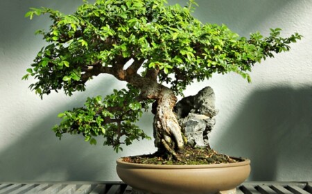 Ulme Bonsai Pflege Standort-Indoor garten-tipps und tricks