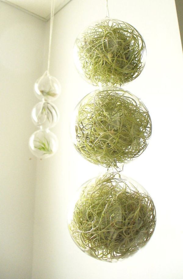 Begrünung-Blumentopf Design Glas Kugel-gefüllt mit Pflanzen
