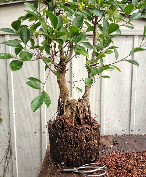 Zimmerpflanzen Bonsai Baum einpflanzung bewässerung licht verhältnisse