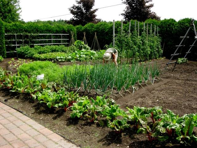 Zwiebel Gemüse-einpflanzen garanierte ernte Tipps pflege