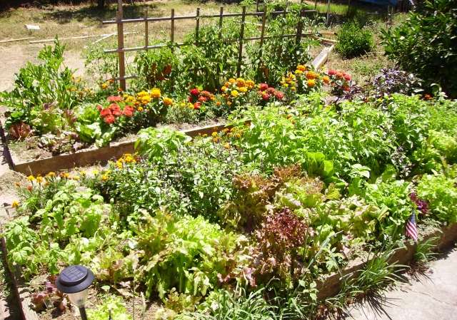 anbau gemüse-im Garten-Vegetation frei von schädlingen