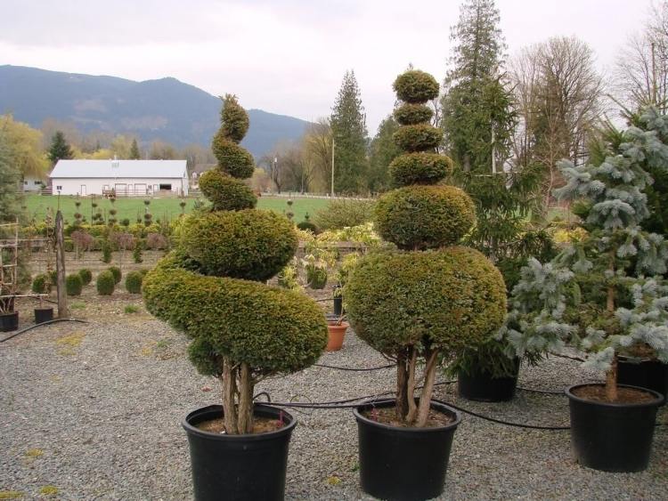 black-potted-spiral-topiary-trees-for-buchsbaum-schneiden-gartengestaltung-gartenarbeit-fruhling-pflanzenkuebel-blumentoepfe