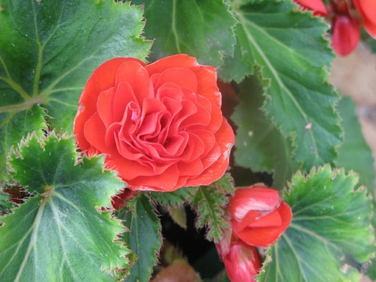 blühende zimmerpflanzen-arten begonie lachs farbe dekoration blume