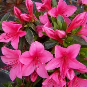 bluhende-zimmerpflanzen-arten-Azalea-nakaharae-Pink