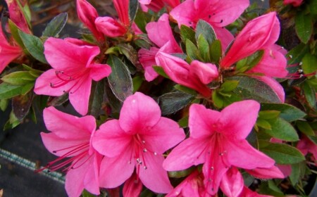 bluhende-zimmerpflanzen-arten-Azalea-nakaharae-Pink