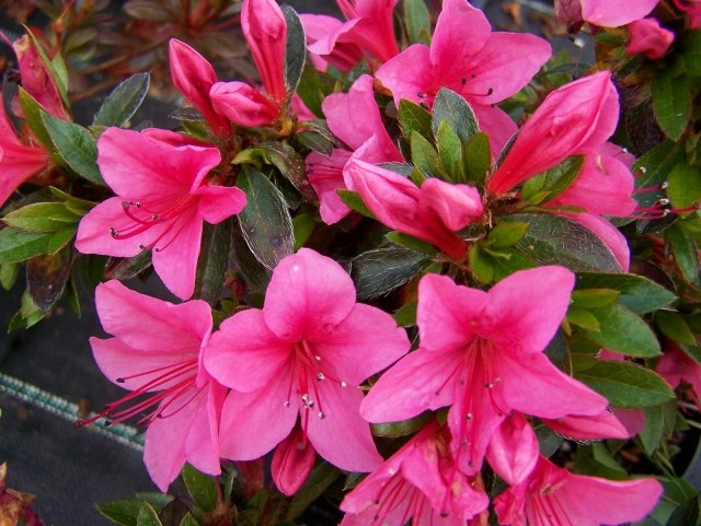 blühende zimmerpflanzen arten Azalea nakaharae Pink