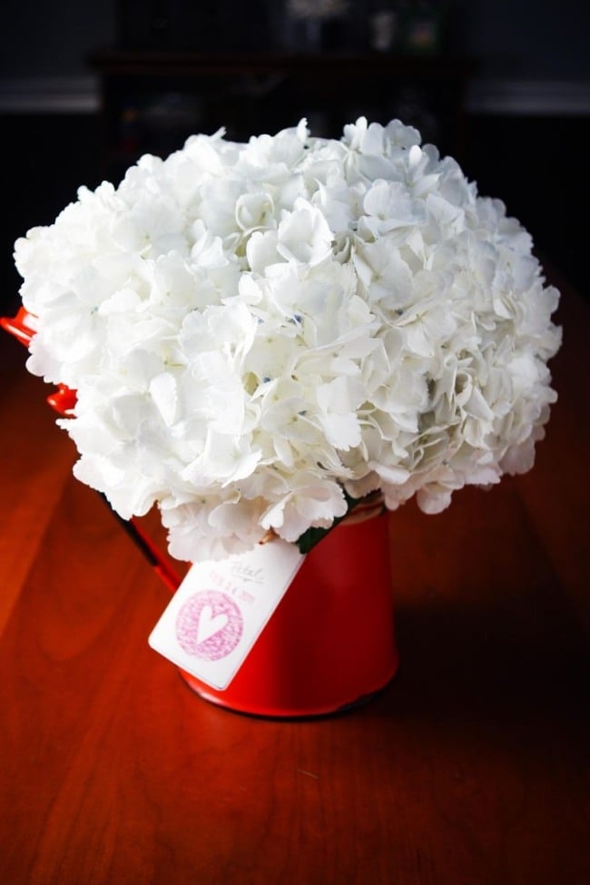 blumen zum valentinstag weiße hortensien rote giesskanne
