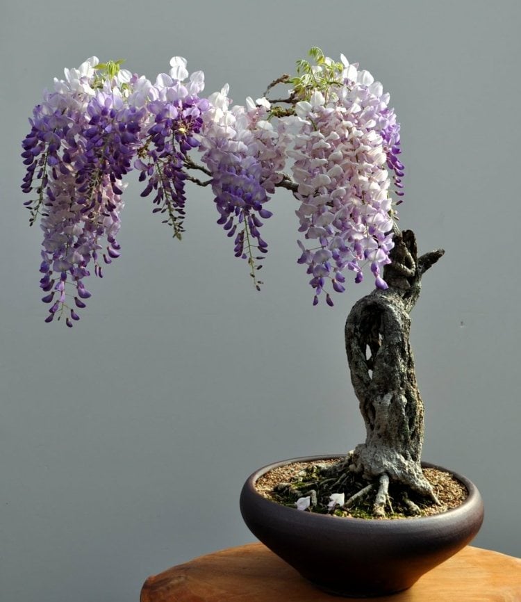 bonsai baum blauregen idee blueten lila romantisch