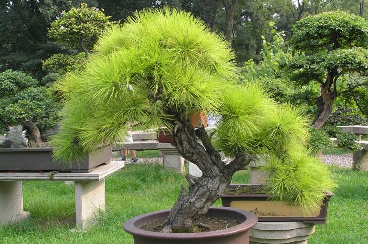 bonsai baum gross art immergruen nadeln huebsch pflanze