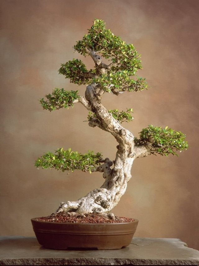 bonsai baum kleiner garten idee schönheit platz