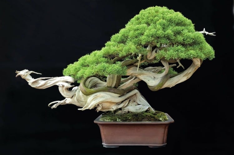 bonsai baum originell stamm form zuechten tipps pflege