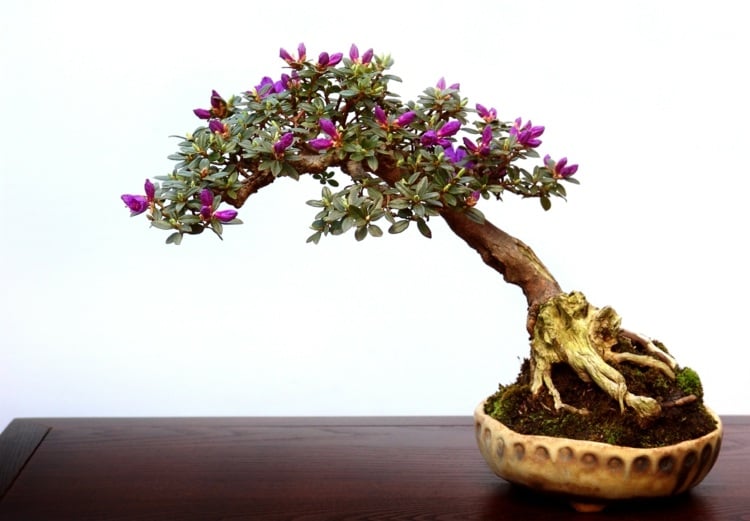 bonsai baum rhododendron blueten lila blumentopf schale