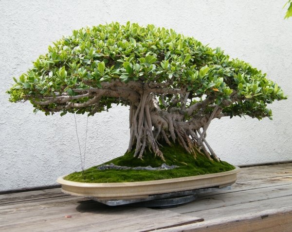 chinesischer Banyan bonsai-Arten geeignet-pflegetipps