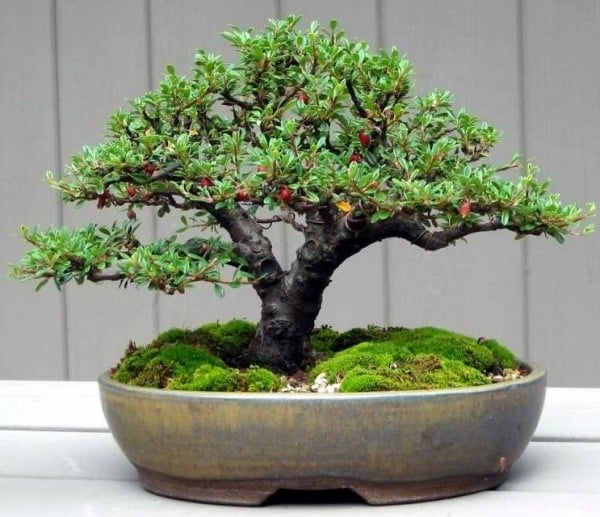 chinesischer bonsai-baum pflegen richtig-tipps tricks