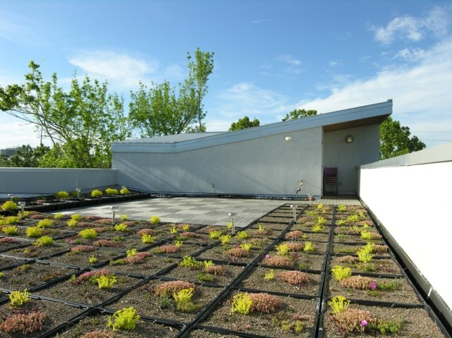 Beton Pultdach Gestaltungsideen Garten einjährige Pflanzen