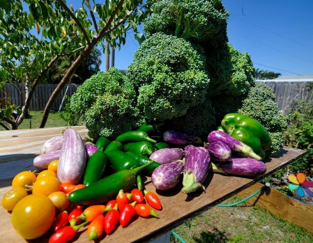 reife Obst und gemüse Garten-anbau tipps für Anfänger