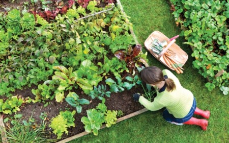 hobby gärtnern gesundes gemüse im Garten-anbauen tipp