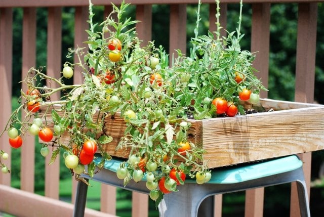 ideen kleinen garten cherry tomaten holzkiste wachsen lassen