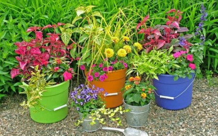 kreative Ideen Blumen Zimmerpflanzen Pflege Tipps Tricks Blüten