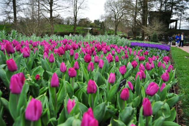 lila Tulpen Blumen duftige frisch Garten Gestaltung Ideen