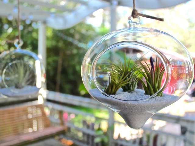 luftpflanzen pflegen hängende kunststoff terrarien wurzellos