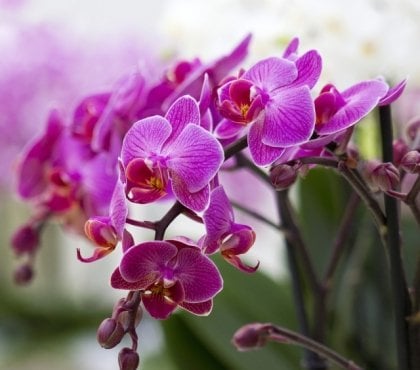 orchideen-richtig-pflegen-schoene-blueten-lila