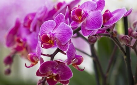 orchideen-richtig-pflegen-schoene-blueten-lila