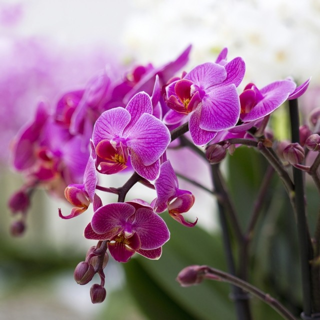 orchideen richtig pflegen schöne blüten lila