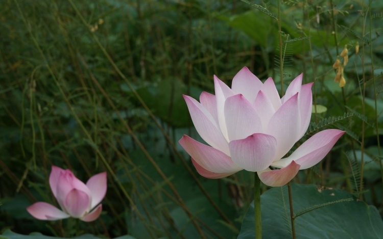 pflanzen-nach-feng-shui-haus-lotus-blume-rosa-natuerlich