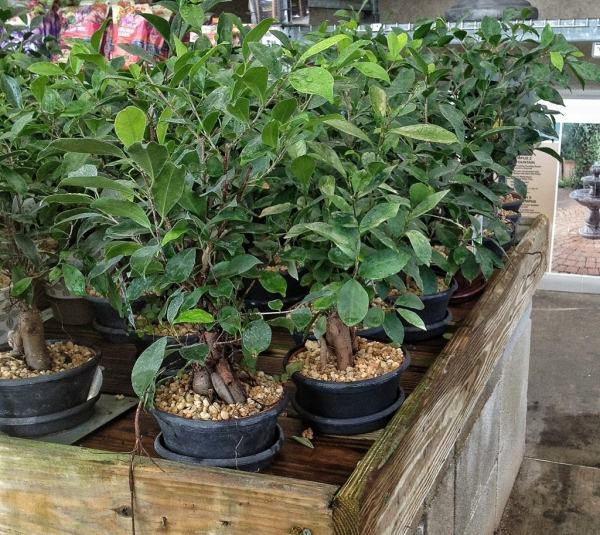 standort-für Ficus-ginseng begrünung zu hause pflanzen anzucht