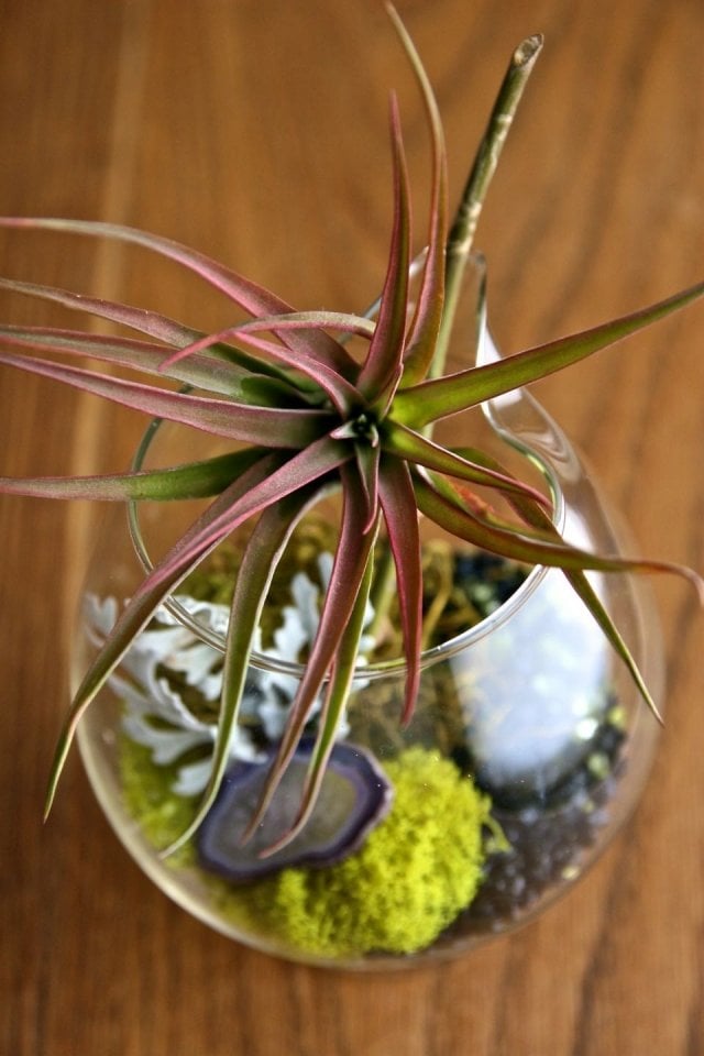 tillandsien glas terrarium moos wurzellose luftpflanzen rot grün