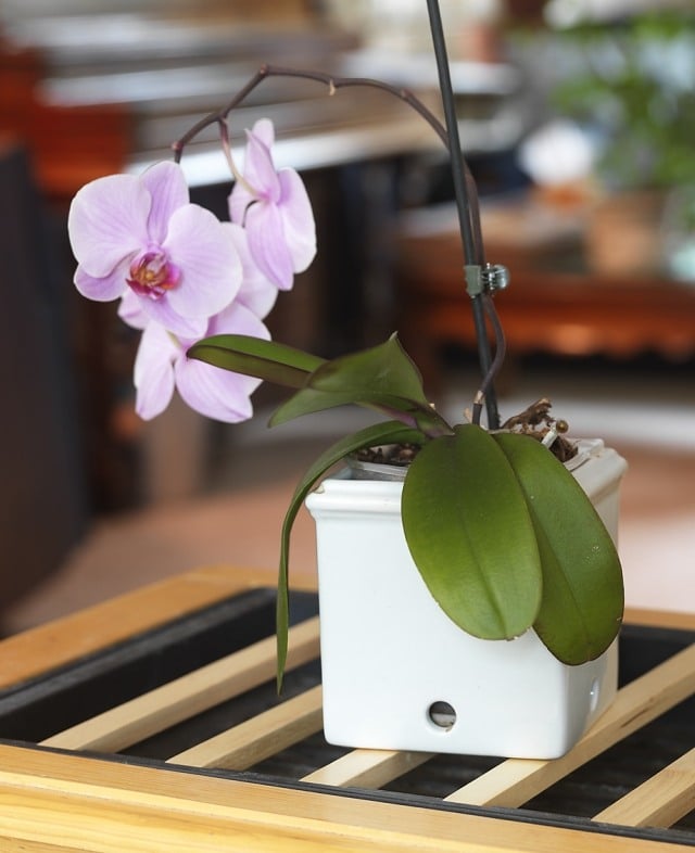  Tipps zur Orchideen-Pflege kunststoff behälter weiß quadrat