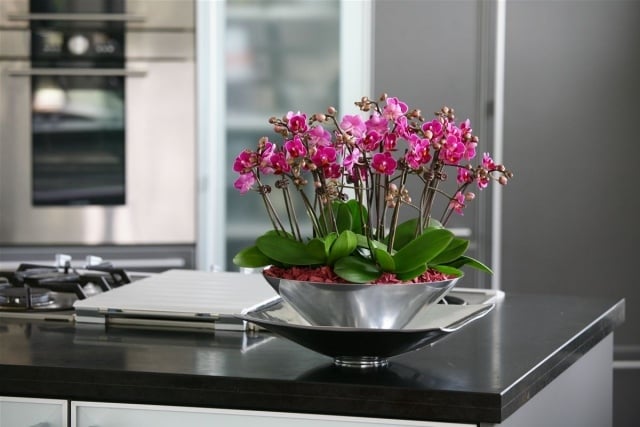 tipps orchideen pflege schale metall glanz mini blüten