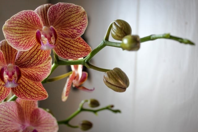 tipps orchideen pflege schoene anspruchsvolle zimmerpflanze