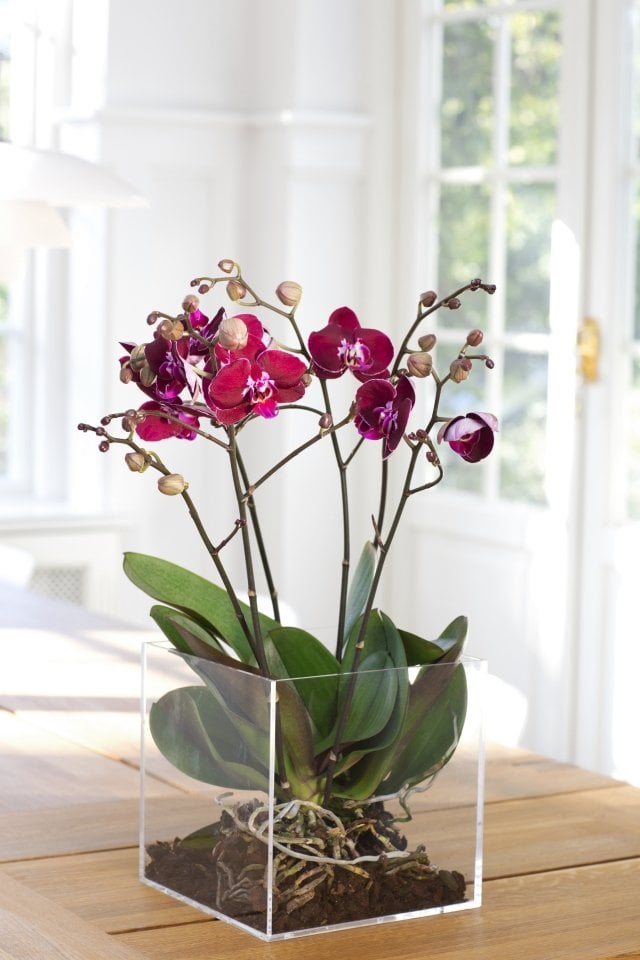  Tipps zur Orchideen-Pflege wurzeln durchsichtige kunststoff behälter quadrat
