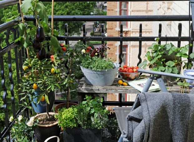 Garten Gestaltung Ideen Tomaten Gräser immergrün Sommer am Balkon
